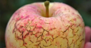 作物缺鈣不要慌，蜜桃综合视频在线观看生物來幫忙
